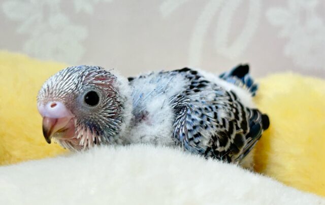 人気カラー💙セキセイインコ(ブルーオパーリン) 2024年9月生まれ