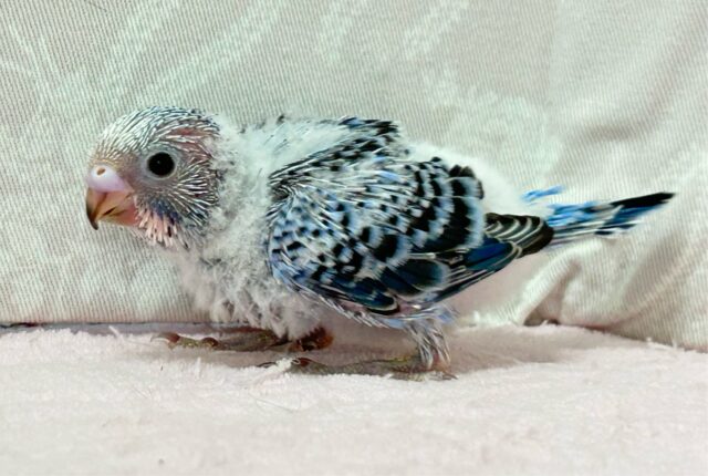 セキセイインコ