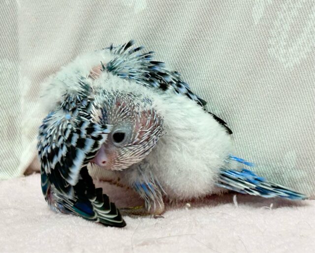 セキセイインコ