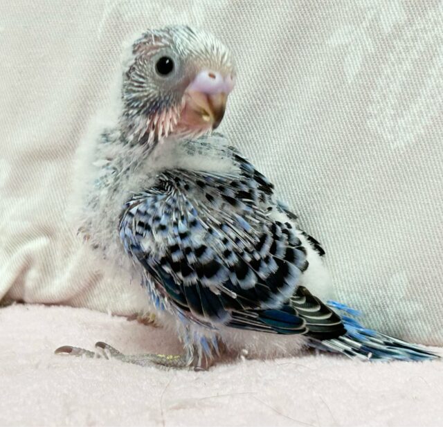 セキセイインコ