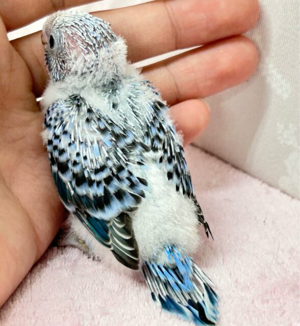 人気カラー💙セキセイインコ(ブルーオパーリン) 2024年9月生まれ セキセイインコ