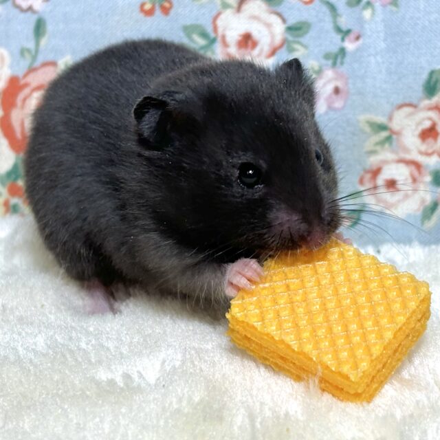 ゴールデンハムスター