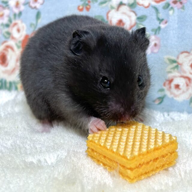 ゴールデンハムスター