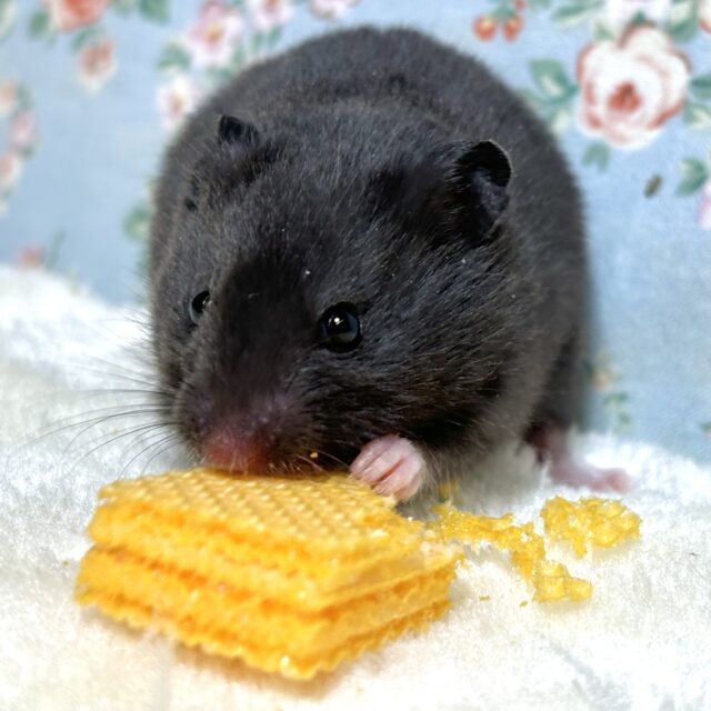 ゴールデンハムスター