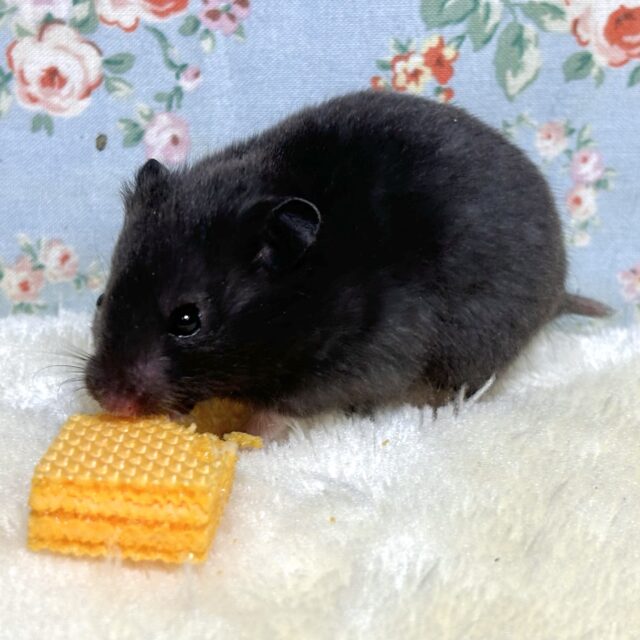 ゴールデンハムスター