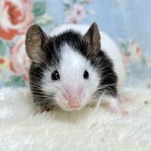 パンダマウス  男の子  🐭🤍🖤✨️