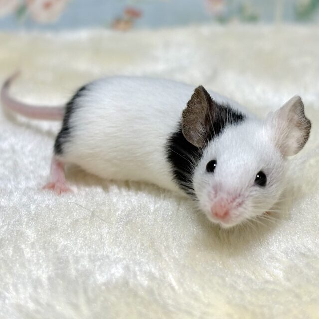 パンダマウス