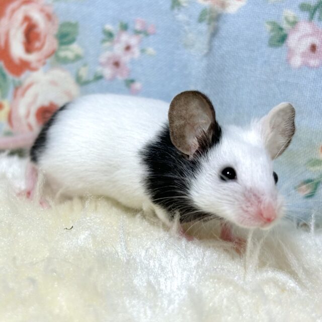 パンダマウス