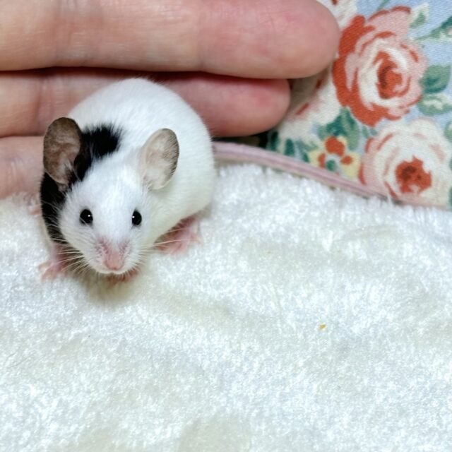 パンダマウス