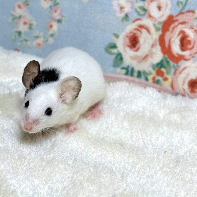 パンダマウス