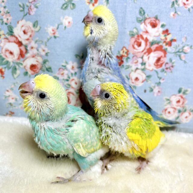 セキセイインコひなちゃんず、ぽかぽかお部屋で待ってます🔆‎🧡‬*°