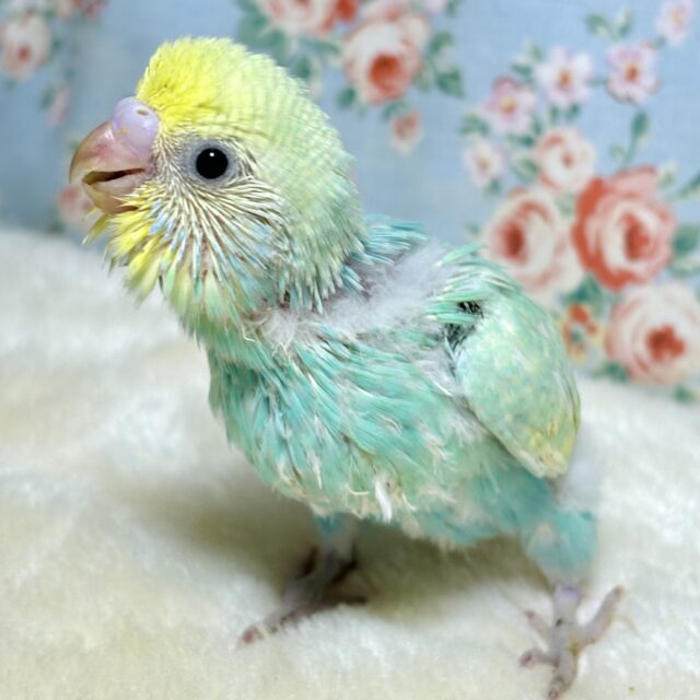 セキセイインコ
