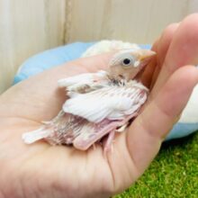 おこめちゃん🤍キュン🫶でピュア💓🤍な小鳥さん🌿　白文鳥