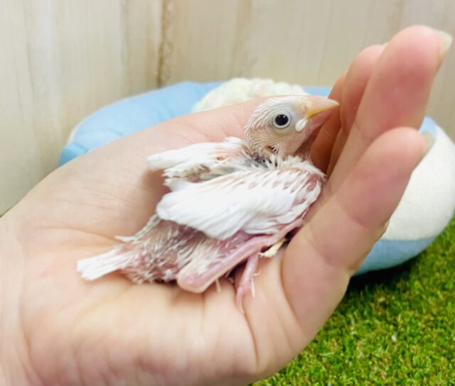 おこめちゃん🤍キュン🫶でピュア💓🤍な小鳥さん🌿　白文鳥