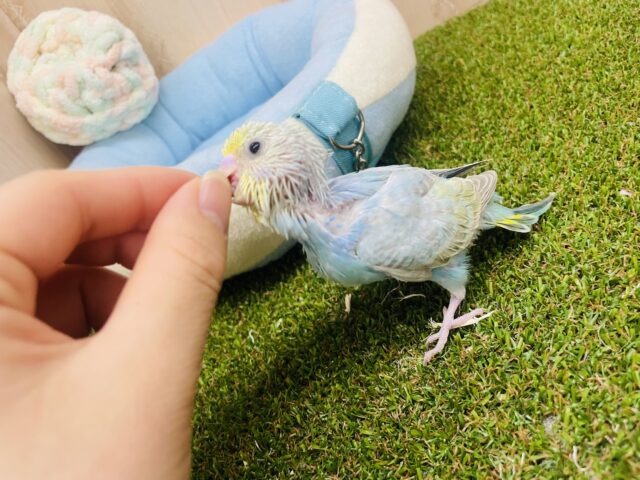 セキセイインコ