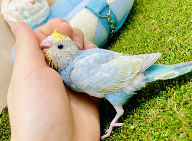 🫧🫧🧼しゅわパワー🧼🫧🫧　セキセイインコ　パステルレインボー