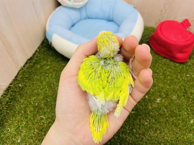 セキセイインコ