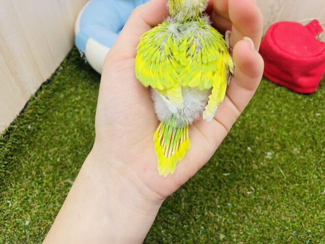 セキセイインコ