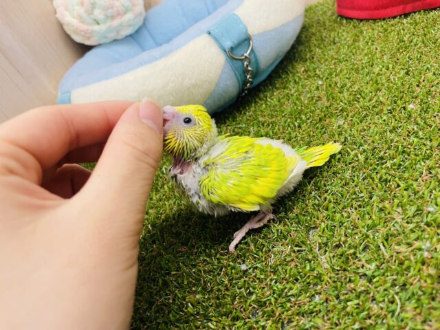 セキセイインコ