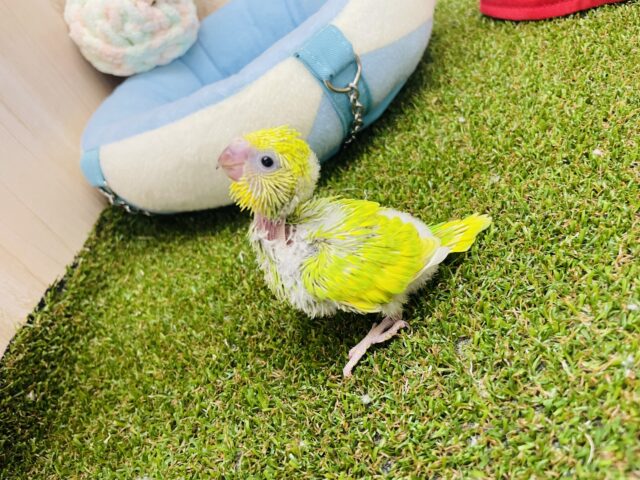 セキセイインコ