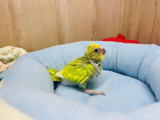 セキセイインコ