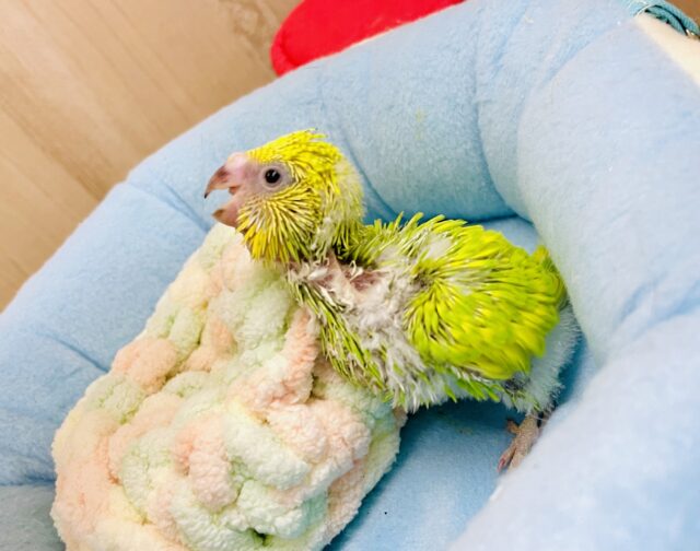 待たせたなっっっつ⭐️タケちゃんだよっ😎😎😎🎋　セキセイインコ　スパングル