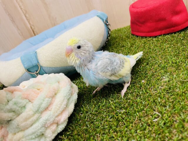 セキセイインコ