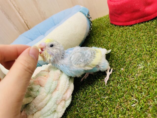 セキセイインコ