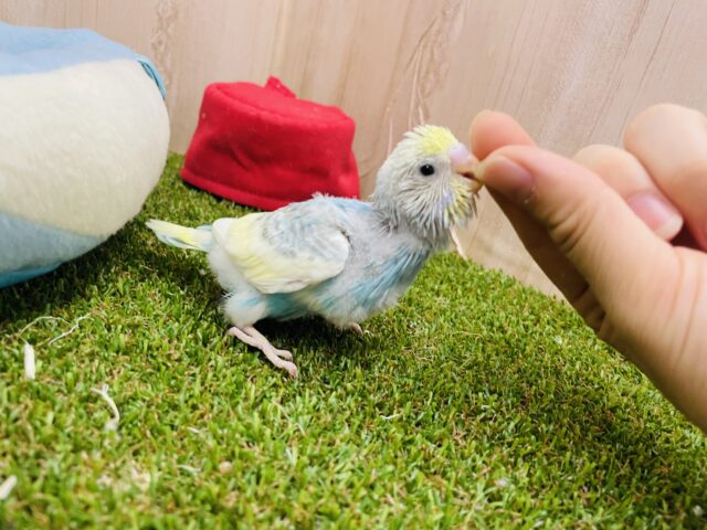 セキセイインコ