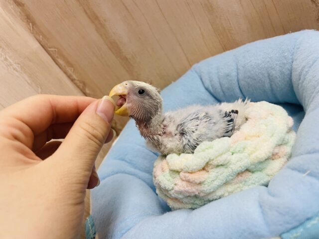 コザクラインコ（小桜インコ）