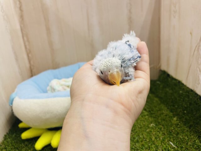 コザクラインコ（小桜インコ）