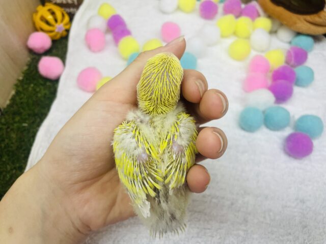 コザクラインコ（小桜インコ）