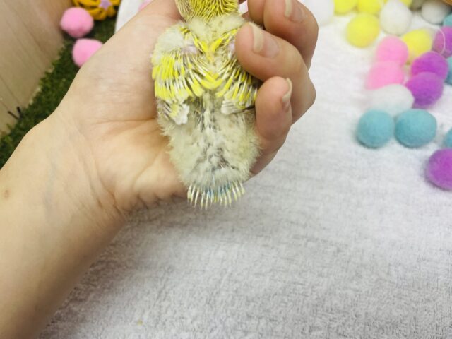 コザクラインコ（小桜インコ）