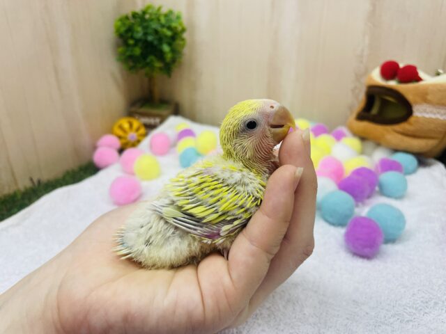 コザクラインコ（小桜インコ）