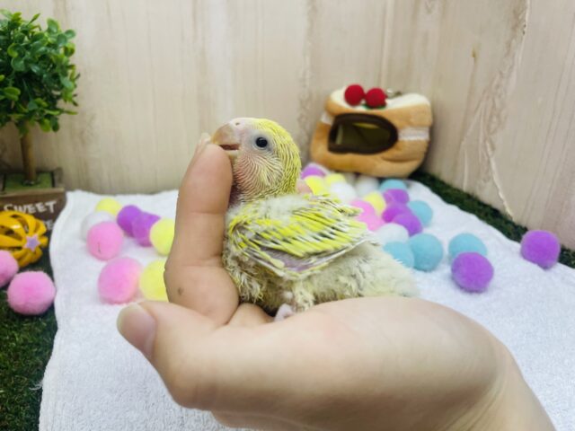 コザクラインコ（小桜インコ）