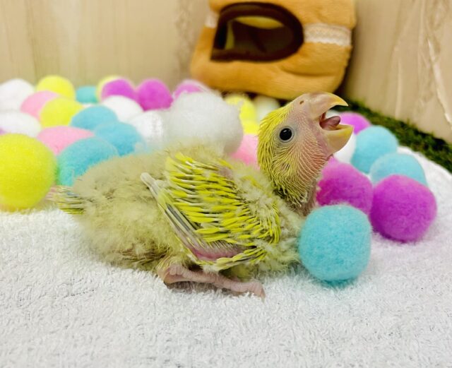 これがいわゆる👉👉『こざガオー』❣️ポーズ❣️ コザクラインコ　ゴールデンチェリー