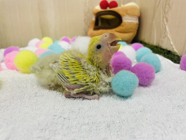 コザクラインコ（小桜インコ）