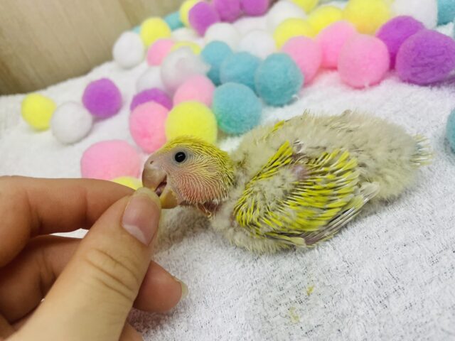 コザクラインコ（小桜インコ）