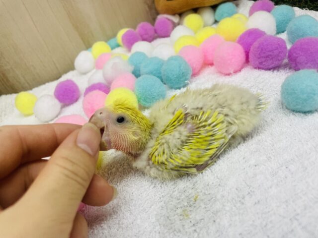 コザクラインコ（小桜インコ）