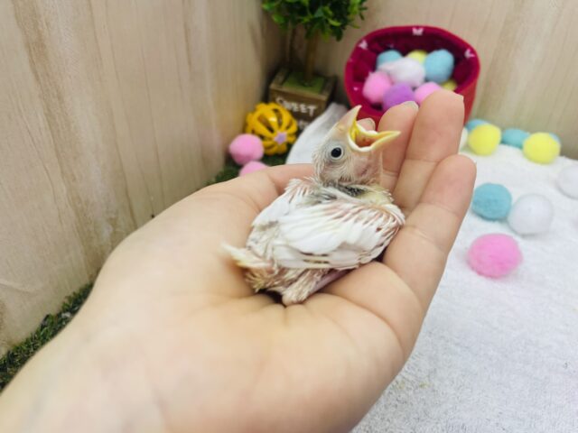 白文鳥