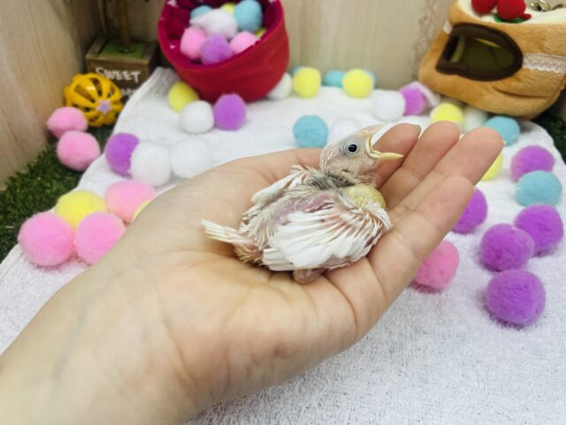 白文鳥