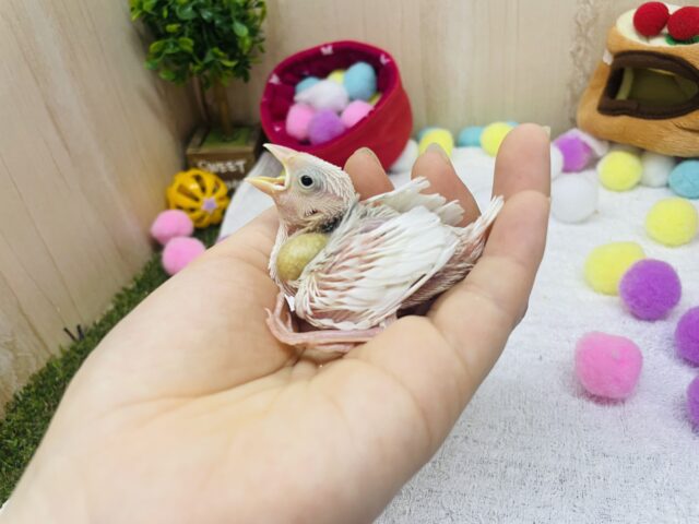 白文鳥