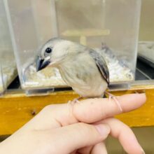 このアピール🌸力🌸伝わっていますか❣️ 桜文鳥