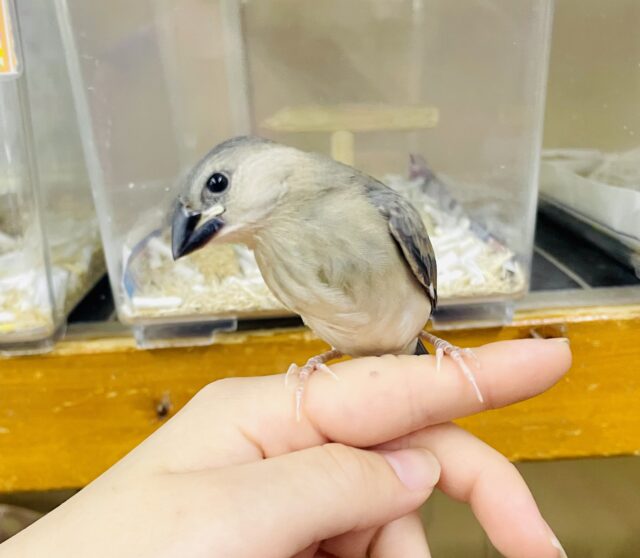 このアピール🌸力🌸伝わっていますか❣️ 桜文鳥