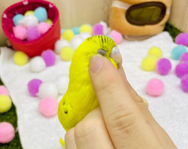 なれてるよ〜❣️キーちゃん💛👈焦点めがけて一直せ〜んっ🙌🙌🙌　セキセイインコ　ハルクイン