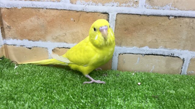 セキセイインコ