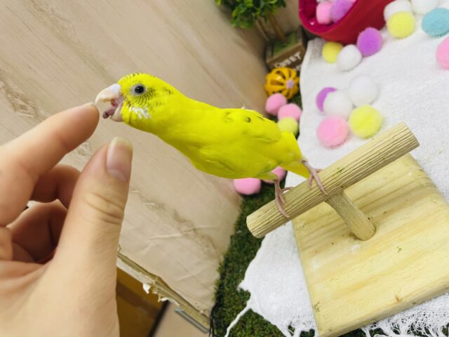 セキセイインコ