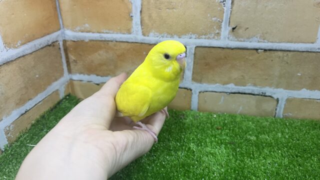 セキセイインコ