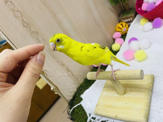 セキセイインコ