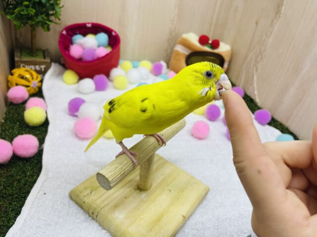 セキセイインコ